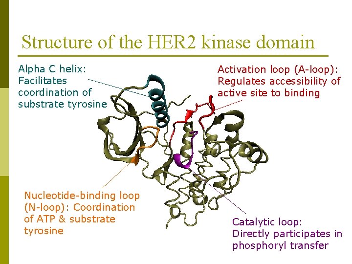 Structure of the HER 2 kinase domain Alpha C helix: Facilitates coordination of substrate