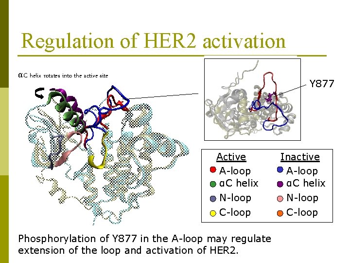 Regulation of HER 2 activation αC helix rotates into the active site Y 877