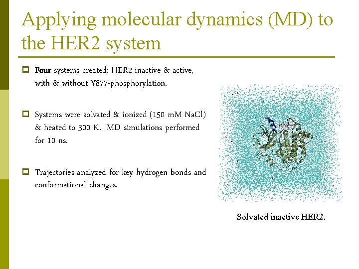 Applying molecular dynamics (MD) to the HER 2 system p Four systems created: HER