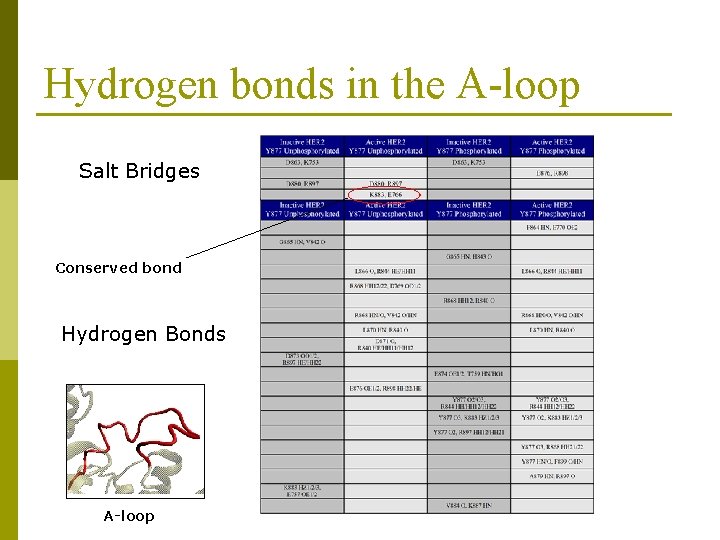 Hydrogen bonds in the A-loop Salt Bridges Conserved bond Hydrogen Bonds A-loop 