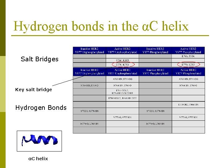 Hydrogen bonds in the αC helix Salt Bridges Key salt bridge Hydrogen Bonds αC