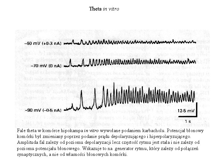Theta in vitro Fale theta w komórce hipokampa in vitro wywołane podaniem karbacholu. Potencjał