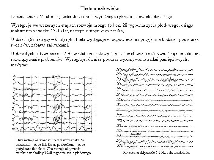 Theta u człowieka Nieznaczna ilość fal o częstości theta i brak wyraźnego rytmu u