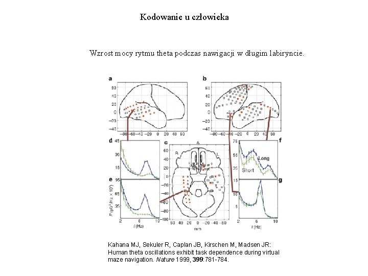 Kodowanie u człowieka Wzrost mocy rytmu theta podczas nawigacji w długim labiryncie. Kahana MJ,