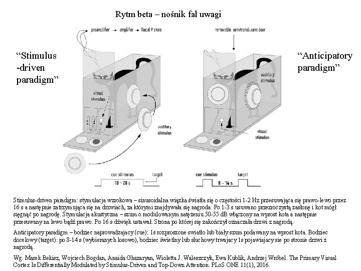 Rytm beta – nośnik fal uwagi “Stimulus -driven paradigm” “Anticipatory paradigm” Stimulus-driven paradigm: stymulacja