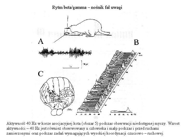 Rytm beta/gamma – nośnik fal uwagi Aktywność 40 Hz w korze asocjacyjnej kota (obszar