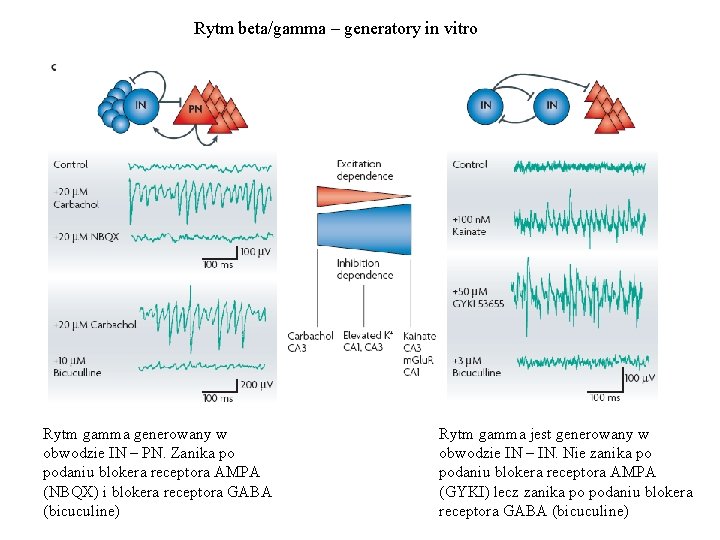 Rytm beta/gamma – generatory in vitro Rytm gamma generowany w obwodzie IN – PN.