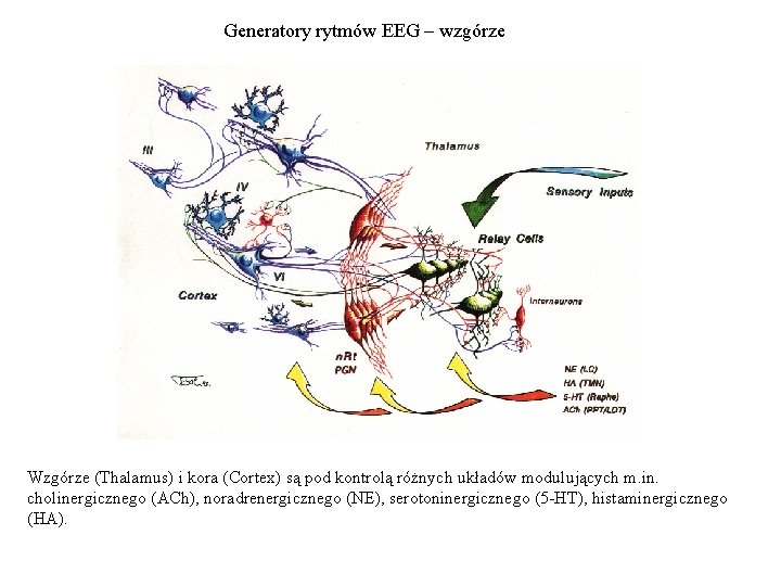 Generatory rytmów EEG – wzgórze Wzgórze (Thalamus) i kora (Cortex) są pod kontrolą różnych