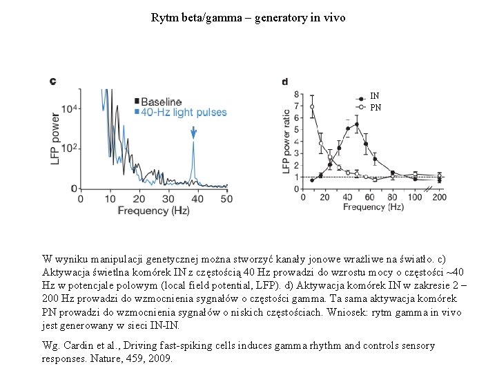 Rytm beta/gamma – generatory in vivo IN PN W wyniku manipulacji genetycznej można stworzyć