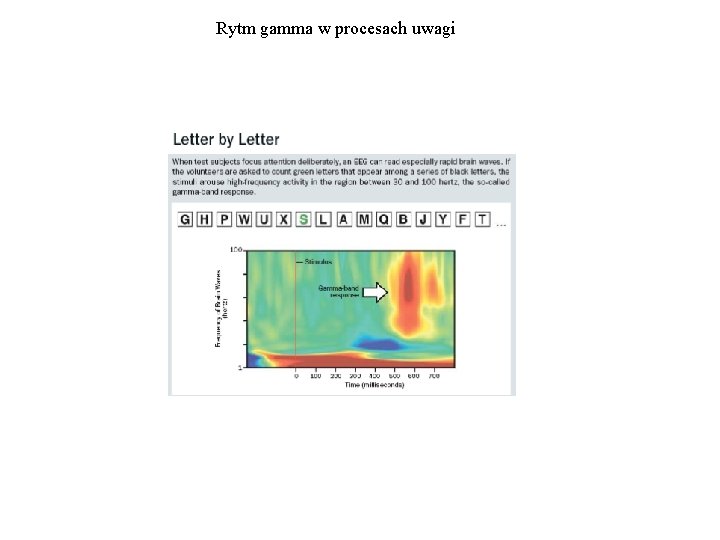 Rytm gamma w procesach uwagi 