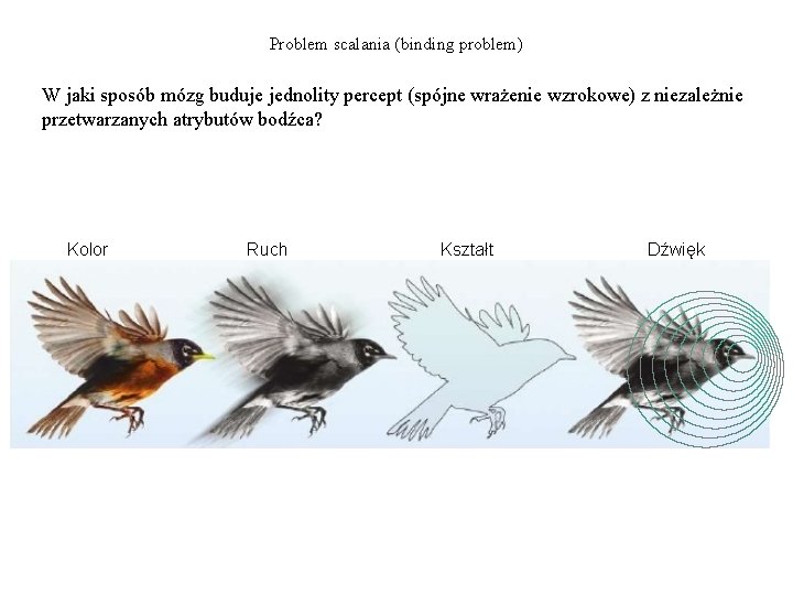 Problem scalania (binding problem) W jaki sposób mózg buduje jednolity percept (spójne wrażenie wzrokowe)