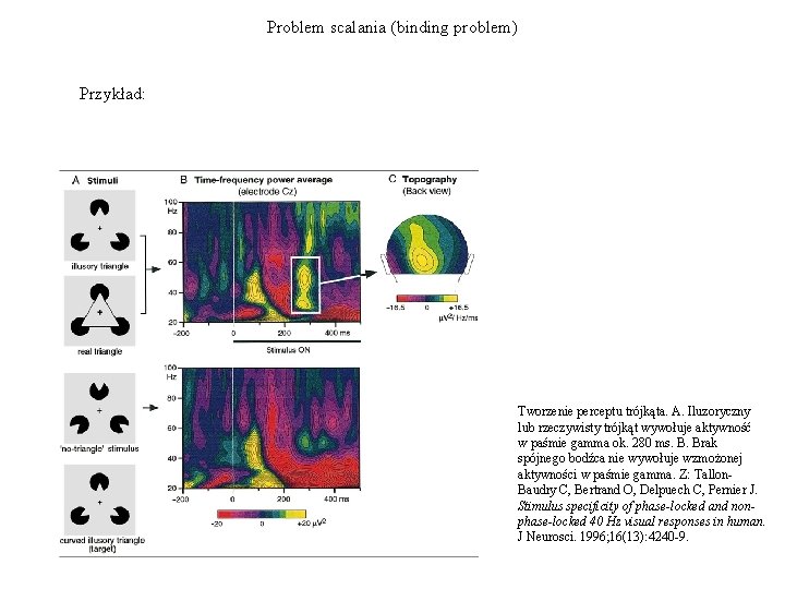 Problem scalania (binding problem) Przykład: Tworzenie perceptu trójkąta. A. Iluzoryczny lub rzeczywisty trójkąt wywołuje