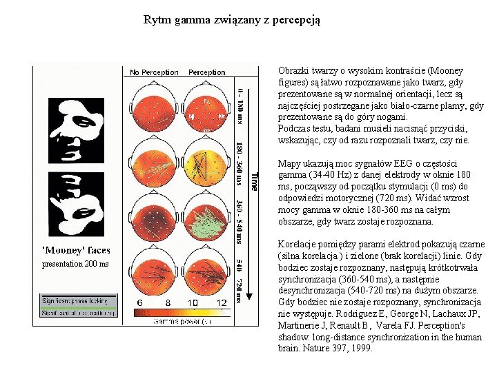 Rytm gamma związany z percepcją Obrazki twarzy o wysokim kontraście (Mooney figures) są łatwo