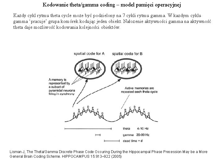 Kodowanie theta/gamma coding – model pamięci operacyjnej Każdy cykl rytmu theta cycle może być