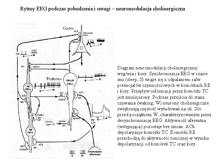 Rytmy EEG podczas pobudzenia i uwagi – neuromodulacja cholinergiczna Diagram neuromodulacji cholinergicznej wzgórza i