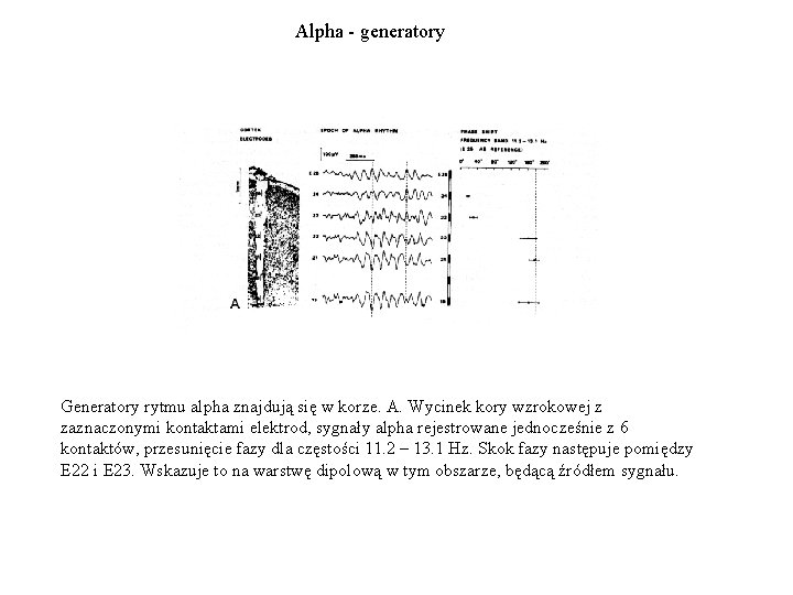 Alpha - generatory Generatory rytmu alpha znajdują się w korze. A. Wycinek kory wzrokowej