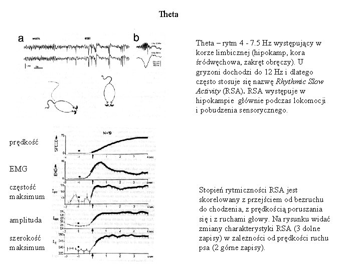Theta – rytm 4 - 7. 5 Hz występujący w korze limbicznej (hipokamp, kora