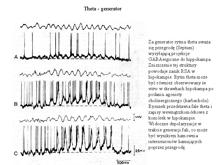 Theta - generator Za generator rytmu theta uważa się przegrodę (Septum) wysyłającą projekcje GABAergiczne