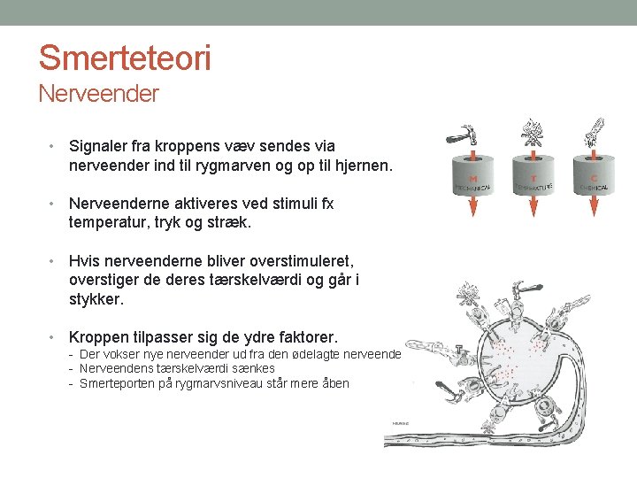 Smerteteori Nerveender • Signaler fra kroppens væv sendes via nerveender ind til rygmarven og