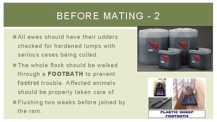 BEFORE MATING - 2 n All ewes should have their udders checked for hardened