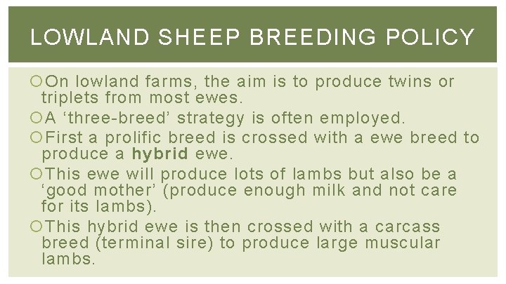 LOWLAND SHEEP BREEDING POLICY On lowland farms, the aim is to produce twins or