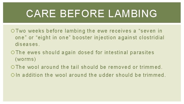 CARE BEFORE LAMBING Two weeks before lambing the ewe receives a “seven in one”