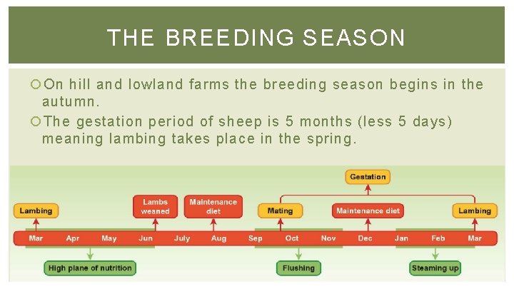 THE BREEDING SEASON On hill and lowland farms the breeding season begins in the