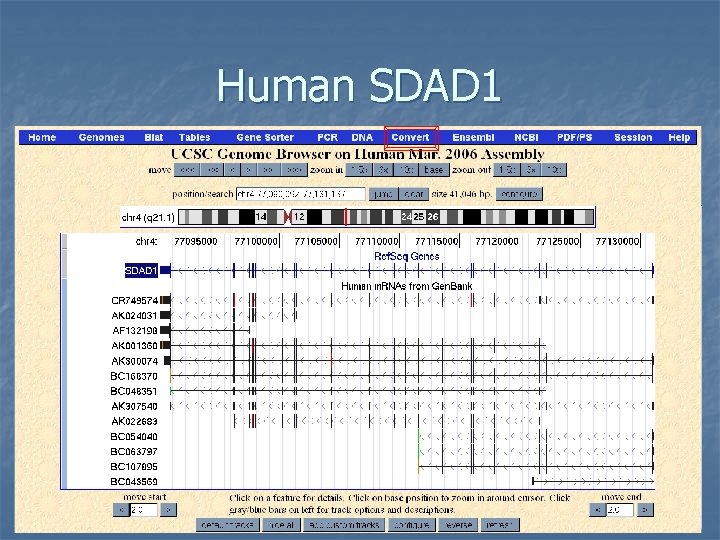 Human SDAD 1 