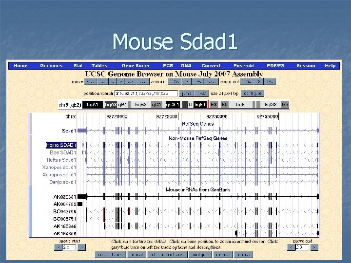 Mouse Sdad 1 