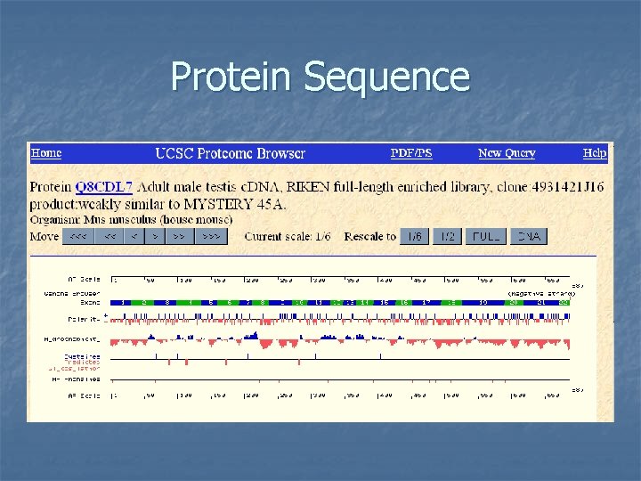 Protein Sequence 