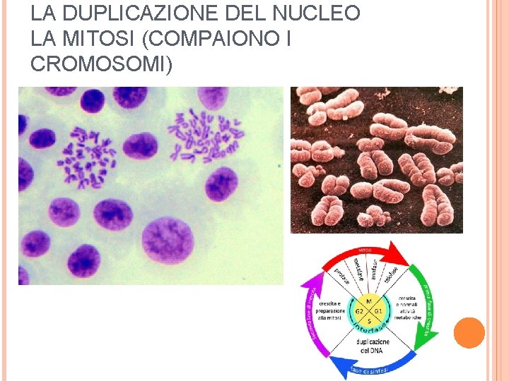 LA DUPLICAZIONE DEL NUCLEO LA MITOSI (COMPAIONO I CROMOSOMI) 