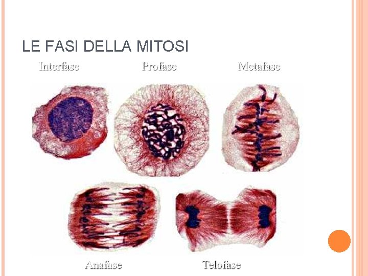 LE FASI DELLA MITOSI 