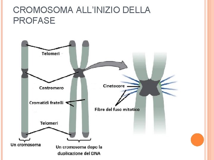 CROMOSOMA ALL’INIZIO DELLA PROFASE 