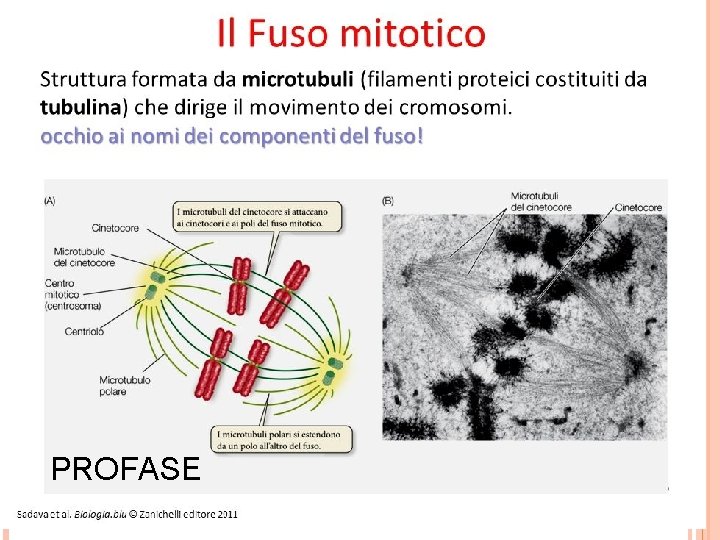 SENZA IL FUSO MITOTICO NON CI SAREBBE LA SPARTIZIONE EQUA DEI CROMOSOMI PROFASE 