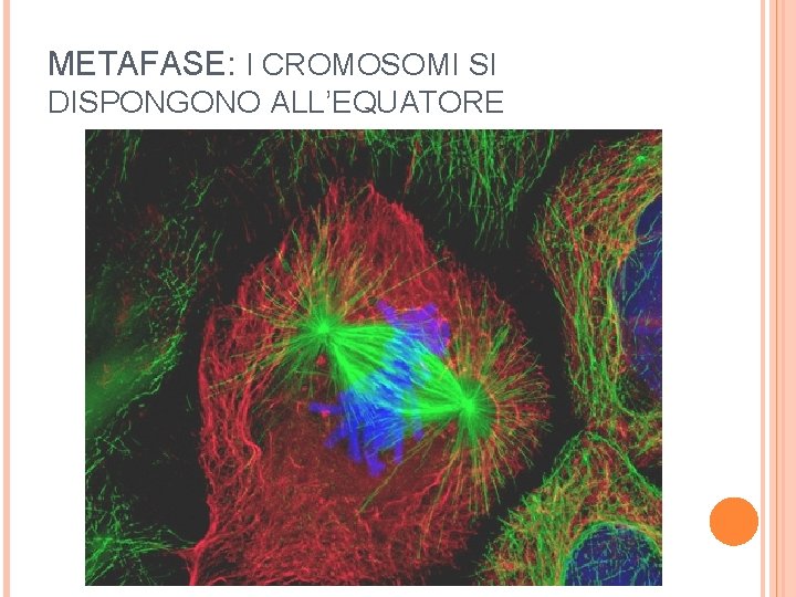 METAFASE: I CROMOSOMI SI DISPONGONO ALL’EQUATORE 