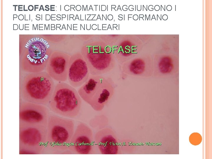 TELOFASE: I CROMATIDI RAGGIUNGONO I POLI, SI DESPIRALIZZANO, SI FORMANO DUE MEMBRANE NUCLEARI 