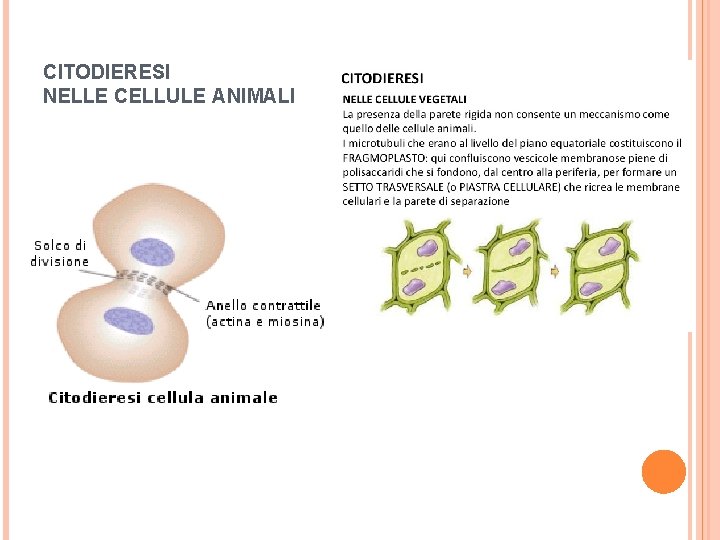 CITODIERESI NELLE CELLULE ANIMALI 