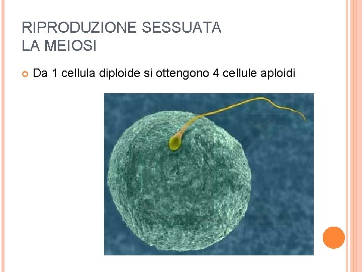 RIPRODUZIONE SESSUATA LA MEIOSI Da 1 cellula diploide si ottengono 4 cellule aploidi 