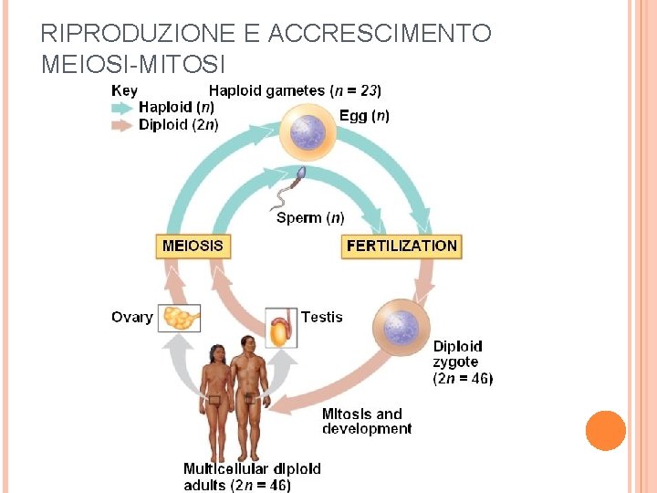 RIPRODUZIONE E ACCRESCIMENTO MEIOSI-MITOSI 