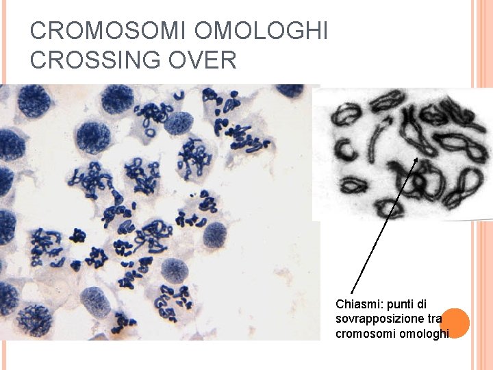 CROMOSOMI OMOLOGHI CROSSING OVER Chiasmi: punti di sovrapposizione tra cromosomi omologhi 