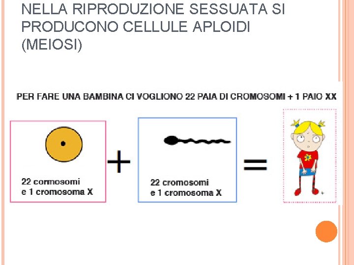 NELLA RIPRODUZIONE SESSUATA SI PRODUCONO CELLULE APLOIDI (MEIOSI) 