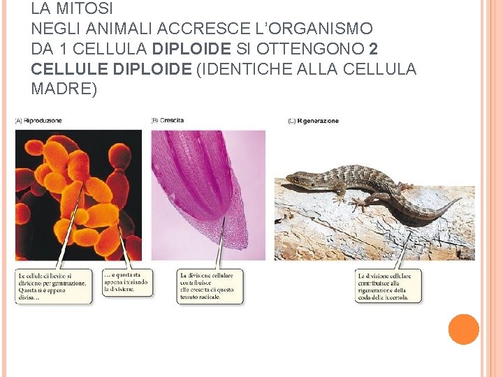 LA MITOSI NEGLI ANIMALI ACCRESCE L’ORGANISMO DA 1 CELLULA DIPLOIDE SI OTTENGONO 2 CELLULE