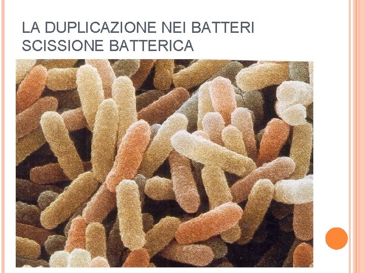 LA DUPLICAZIONE NEI BATTERI SCISSIONE BATTERICA 