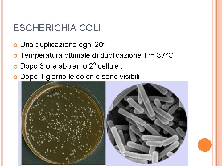 ESCHERICHIA COLI Una duplicazione ogni 20’ Temperatura ottimale di duplicazione T°= 37°C Dopo 3