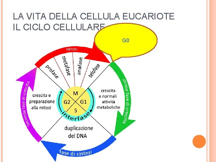 LA VITA DELLA CELLULA EUCARIOTE IL CICLO CELLULARE G 0 