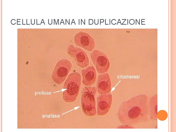 CELLULA UMANA IN DUPLICAZIONE 