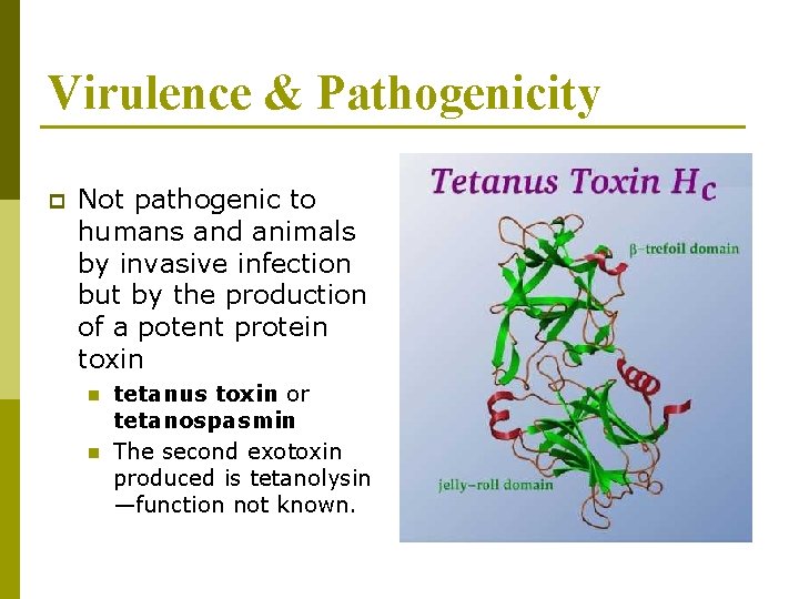 Virulence & Pathogenicity p Not pathogenic to humans and animals by invasive infection but