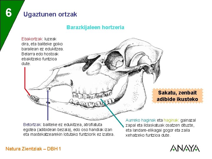 UNIDAD 6 3 Ugaztunen ortzak Barazkijaleen hortzeria Ebakortzak: luzeak dira, eta baliteke goiko barailean