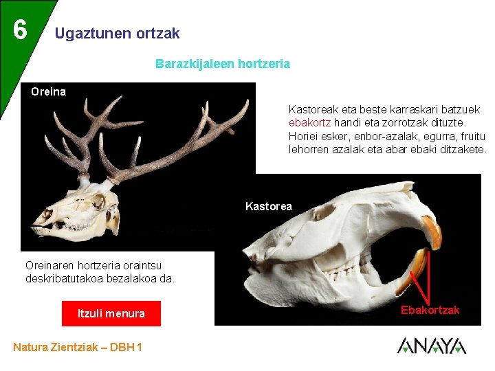 UNIDAD 6 3 Ugaztunen ortzak Barazkijaleen hortzeria Oreina Kastoreak eta beste karraskari batzuek ebakortz