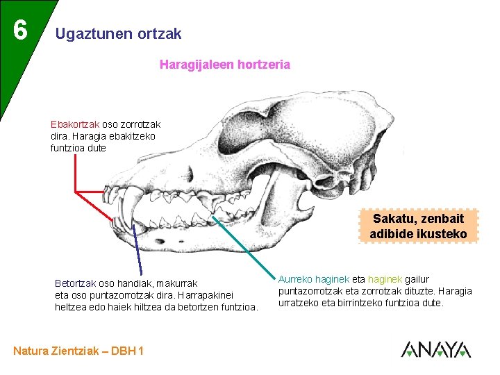 UNIDAD 6 3 Ugaztunen ortzak Haragijaleen hortzeria Ebakortzak oso zorrotzak dira. Haragia ebakitzeko funtzioa